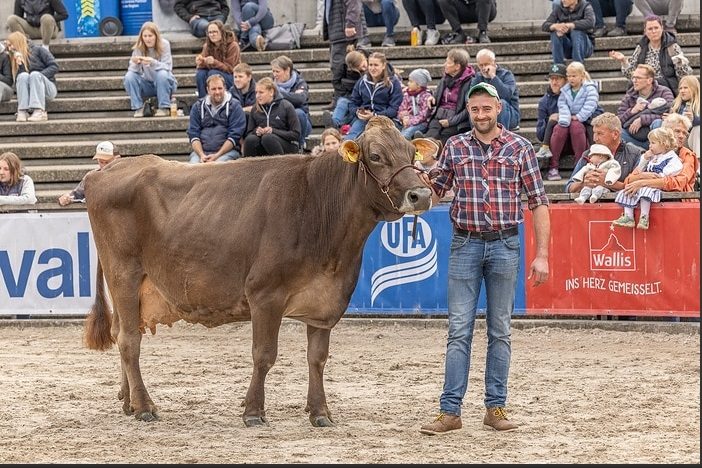 Vierrassen-Eliteschau in der Olma-Arena: Auch Walliserinnen durften antreten