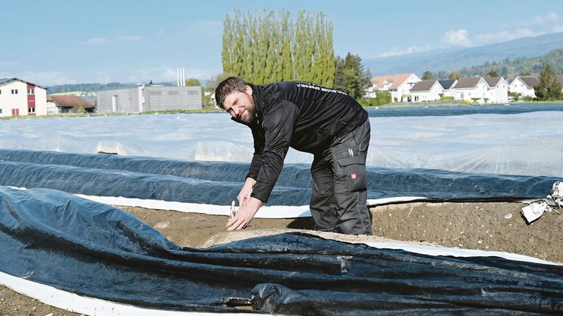 Das Ernten der Spargeln bei jedem Wetter ist ein Knochenjob, der viel Übung erfordert. Der Produzent zeigt, wie es geht.