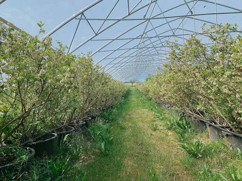 Der Betrieb Bänihus liefert Beeren im Abonnement