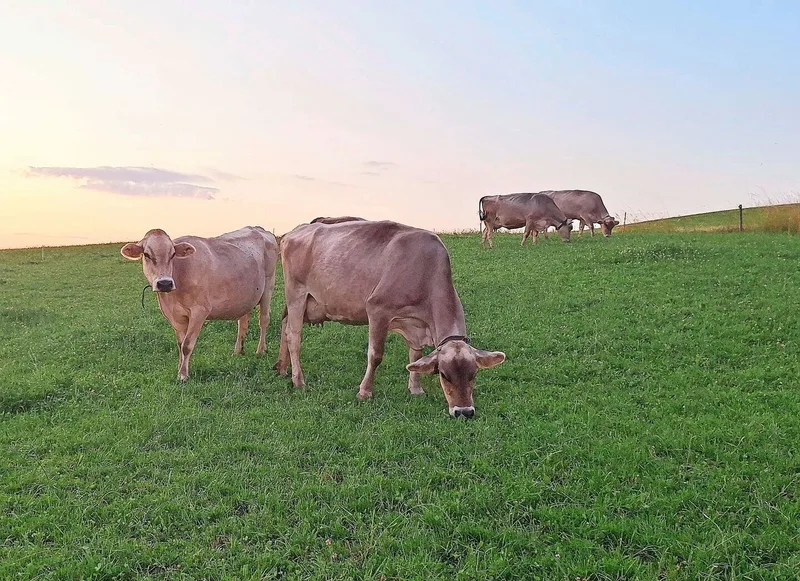 Durch das Weiden von erstweidenden und älteren Tieren wird der Infektionsdruck gesenkt. Ältere Tiere fressen die Larven, haben jedoch eine deutlich geringere Eiausscheidung als jüngere Tiere.