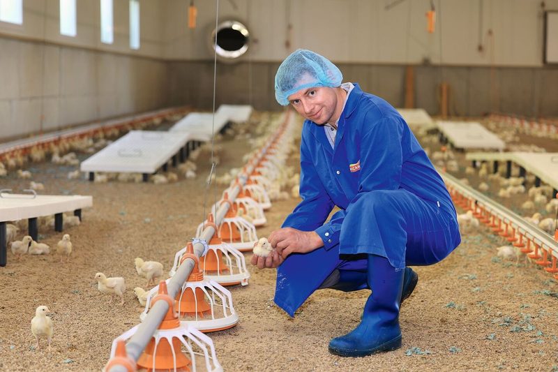 Michael Balsiger kniet am Stallboden und hält ein Küken in der Hand. Er ist in einen blauen Mantel gekleidet und trägt ein Haarnetz.