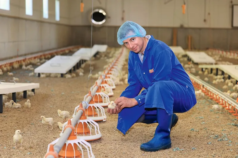Michael Balsiger kniet am Stallboden und hält ein Küken in der Hand. Er ist in einen blauen Mantel gekleidet und trägt ein Haarnetz.