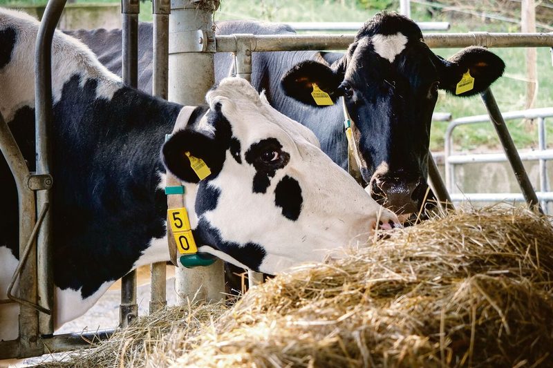 Zwei Holstein-Kühe fressen im Gitter Heu.