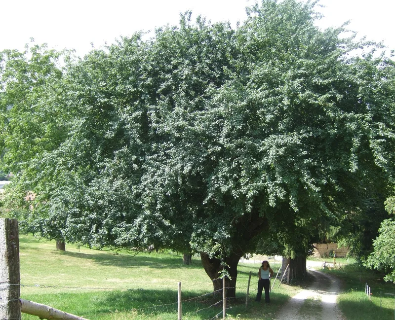 Holzapfel und Wildbirne sind seltene Bäume im Schweizer Wald