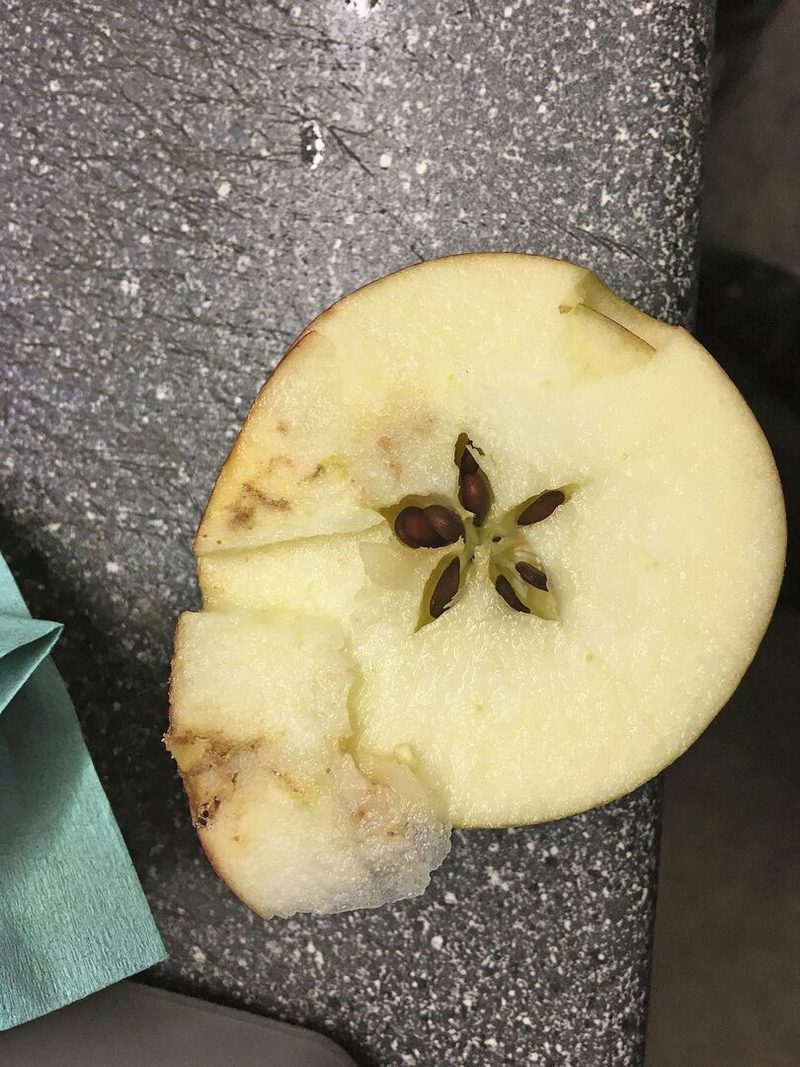 Die Miniergänge der Fruchtfliege sind gut sichtbar. Die Frucht verdirbt.