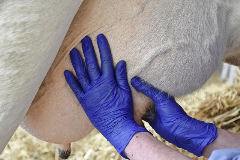 Der antibiotikahaltige Trockensteller wird nach der Einführung ins Euter hochmassiert, der Zitzenversiegler hingegen muss unten bleiben.