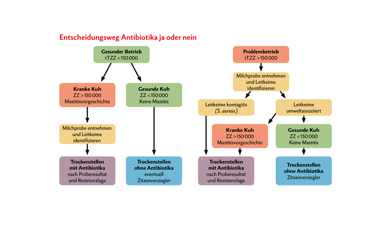 Entscheidungshilfe, in welchem Fall bei einer Milchkuh ein antibiotikahaltiger Trockensteller eingesetzt werden sollte und in welchem Fall ein Zitzenversiegler ohne Antibiotika reicht. Die Milchprobe zeigt, welches Antibiotika passt, um den vorhandenen Keim in Schach zu halten. (tTZZ = durchschn. theoretische Tankzellzahl; ZZ = Zellzahl)Quelle: Vetsuisse-Fakultät Universität Bern/Zürich