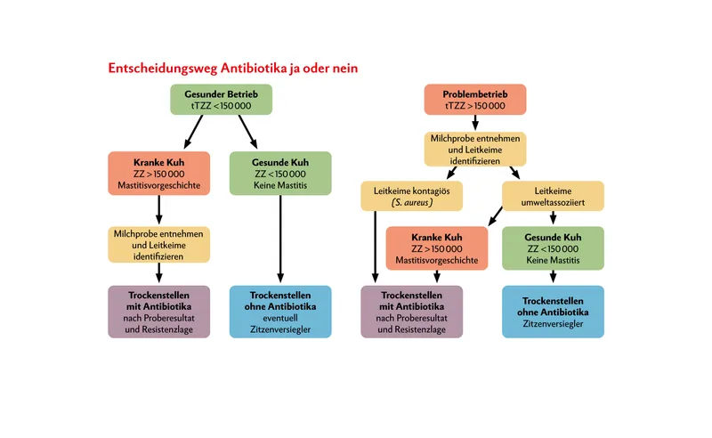 Entscheidungshilfe, in welchem Fall bei einer Milchkuh ein antibiotikahaltiger Trockensteller eingesetzt werden sollte und in welchem Fall ein Zitzenversiegler ohne Antibiotika reicht. Die Milchprobe zeigt, welches Antibiotika passt, um den vorhandenen Keim in Schach zu halten. (tTZZ = durchschn. theoretische Tankzellzahl; ZZ = Zellzahl)Quelle: Vetsuisse-Fakultät Universität Bern/Zürich