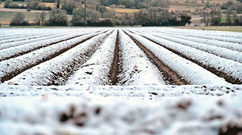Auf manchem Acker lag am Donnerstag-Vormittag eine feine Schneeschicht wie auf diesen Kartoffeldämmen.