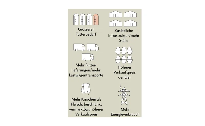 Bruderhahnaufzucht