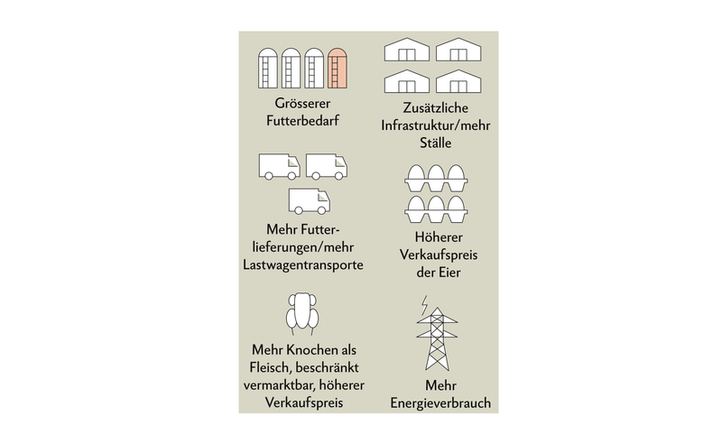 Bruderhahnaufzucht