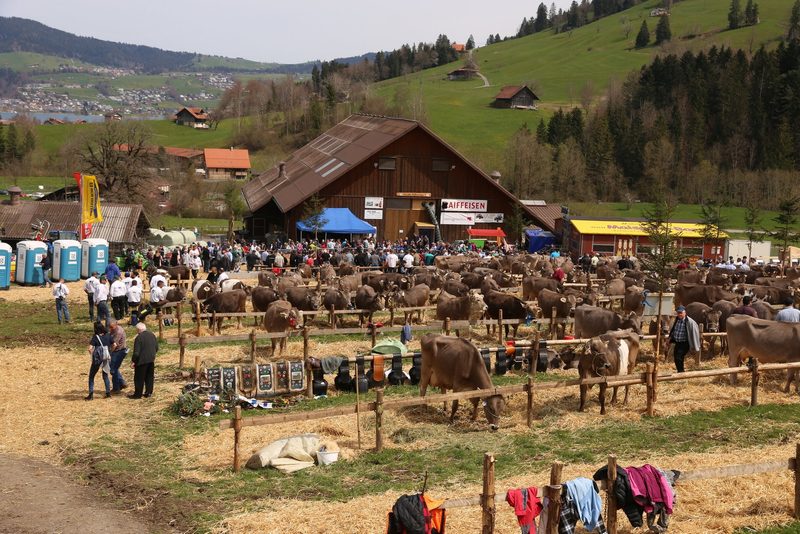 Züchterfest in Unterägeri