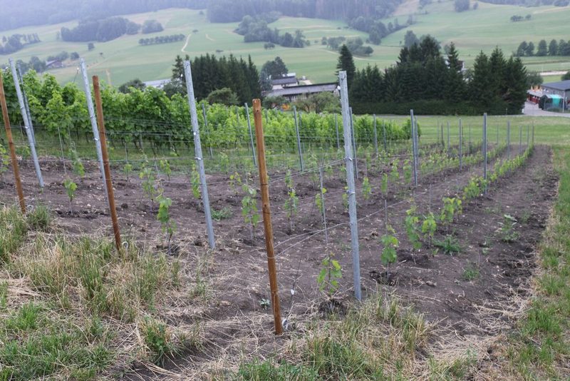 Mit viel Herzblut und Experimentierfreude zur eigenen Weinkellerei