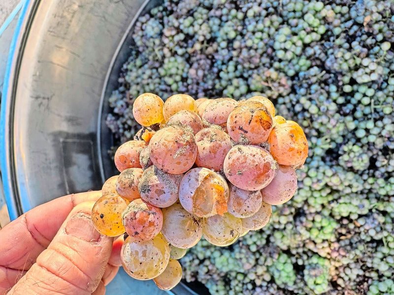 Edelfäule auf Riesling-Trauben. Der Pilz verändert die Farbe und Aromen des Saftes und sorgt für ein honigartiges Edelfäulebukett.