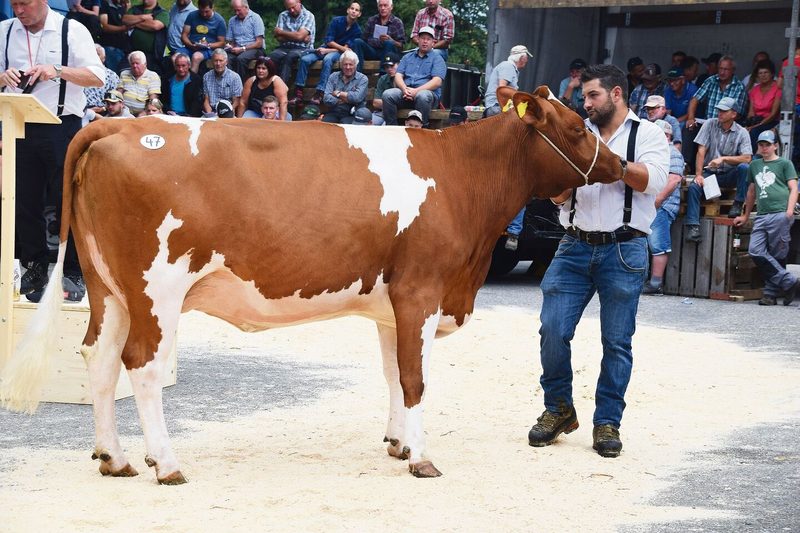 Die maximalpunktierte (44 44 90) SF-Kuh Florino Ashlyn kommt Mitte August zum zweiten Kalb.