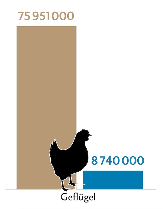 Balkendiagramm zeigt die Tierzahlen (braun) und Behandlungszahlen (blau) des Geflügels in der Schweiz.