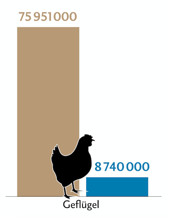 Balkendiagramm zeigt die Tierzahlen (braun) und Behandlungszahlen (blau) des Geflügels in der Schweiz.