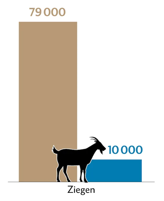 Balkendiagramm zeigt die Tierzahlen (braun) und Behandlungszahlen (blau) der Ziegen in der Schweiz.