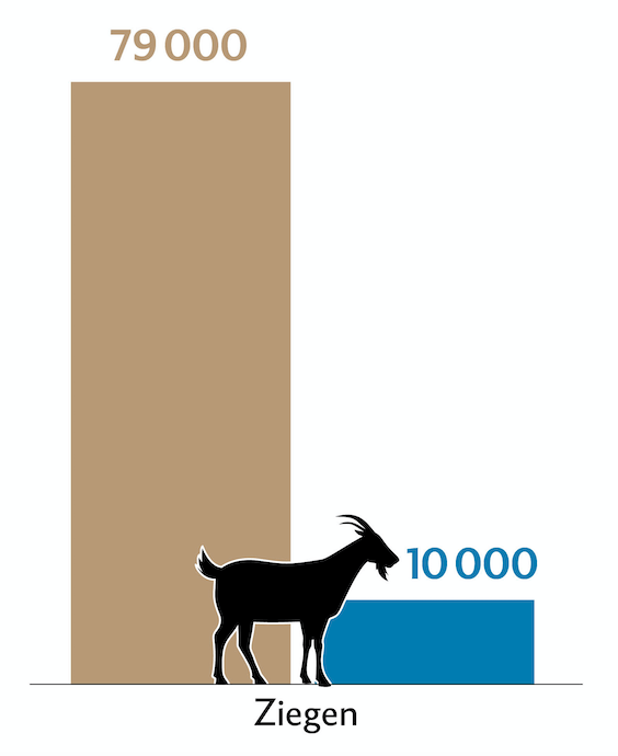 Balkendiagramm zeigt die Tierzahlen (braun) und Behandlungszahlen (blau) der Ziegen in der Schweiz.