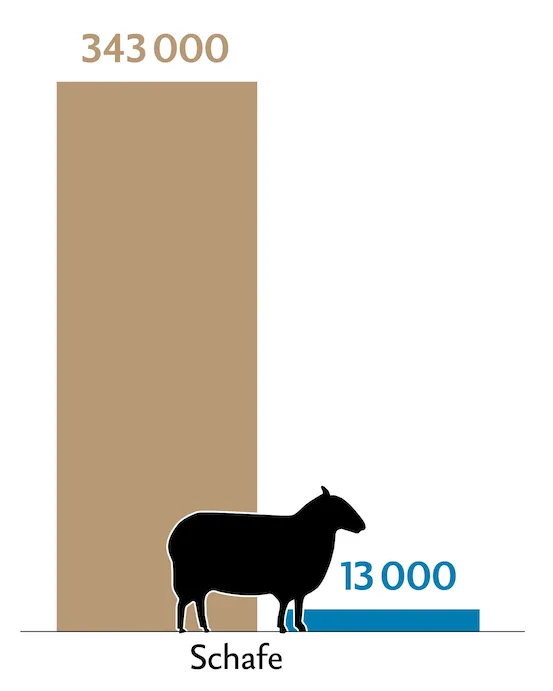 Balkendiagramm zeigt die Tierzahlen (braun) und Behandlungszahlen (blau) der Schafe in der Schweiz.