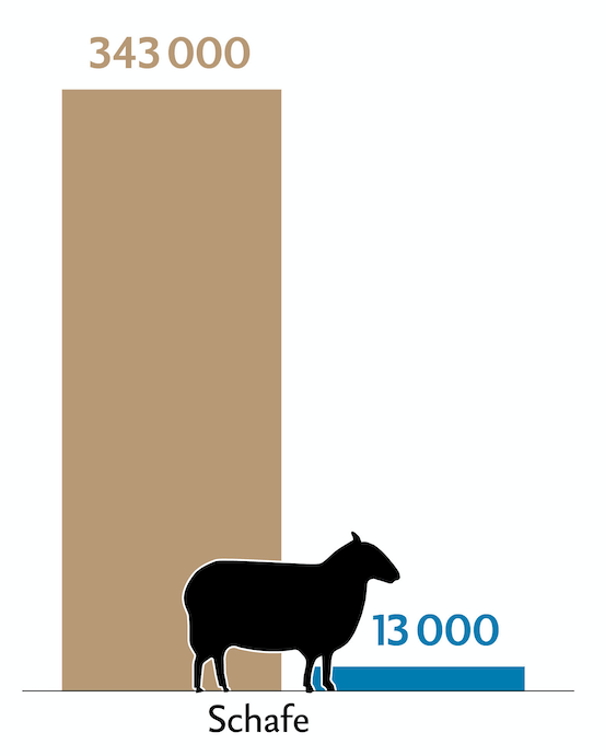 Balkendiagramm zeigt die Tierzahlen (braun) und Behandlungszahlen (blau) der Schafe in der Schweiz.