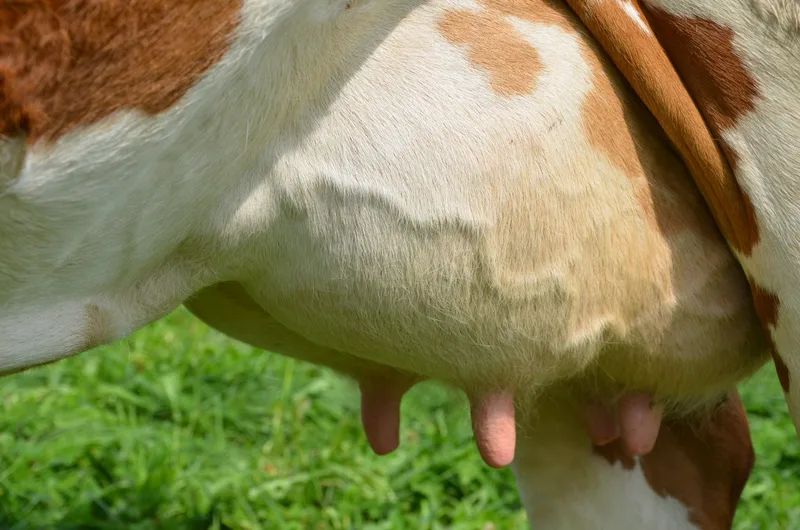 Nahaufnahme eines Kuheuters