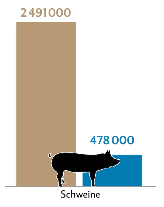 Balkendiagramm zeigt die Tierzahlen (braun) und Behandlungszahlen (blau) der Schweine in der Schweiz.
