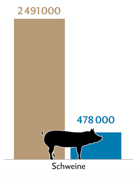 Balkendiagramm zeigt die Tierzahlen (braun) und Behandlungszahlen (blau) der Schweine in der Schweiz.