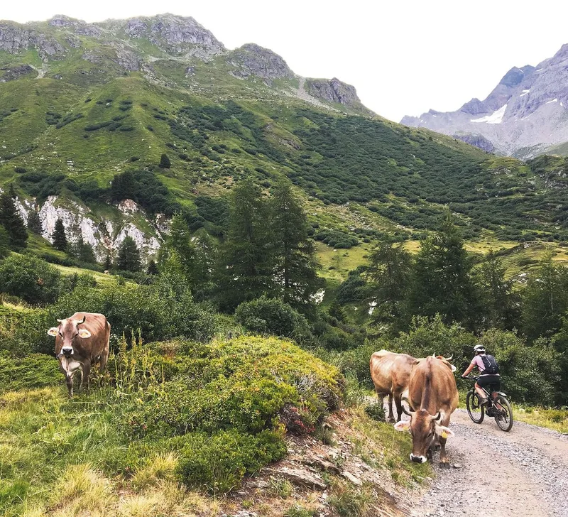 Beliebtes Mountainbiken, auch auf Alpwegen. Dafür müssten aber Haftungsfragen geklärt werden, verlangt die Schwyzer Bauernvereinigung.