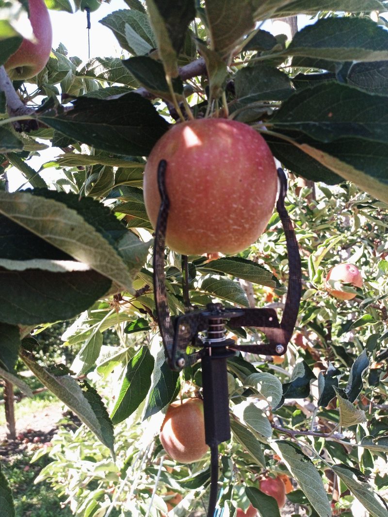 Obstkulturen vor Verbiss schützen