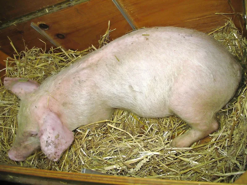 Rund eine Woche nach dem Einstallen der Jager fallen auf dem Betrieb Tiere auf, die im Wachstum zurückbleiben.