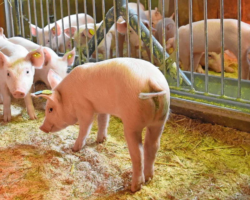 Durch den Flüssigkeitsverlust bekommen die Jager wässrigen Durchfall und dehydrieren.