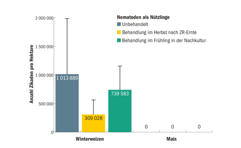Die Fruchtfolge hilft, das gefürchtete SBR zu bekämpfen