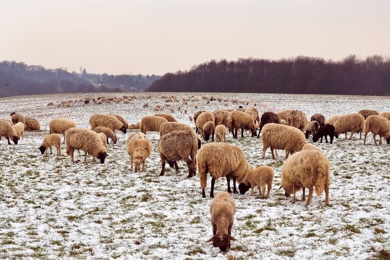 Kühe, Schweine und Pferde mögen es kühl