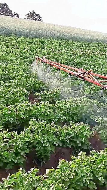 Das Benetzen mit der Feldspritze hat die Kartoffeln gerettet.