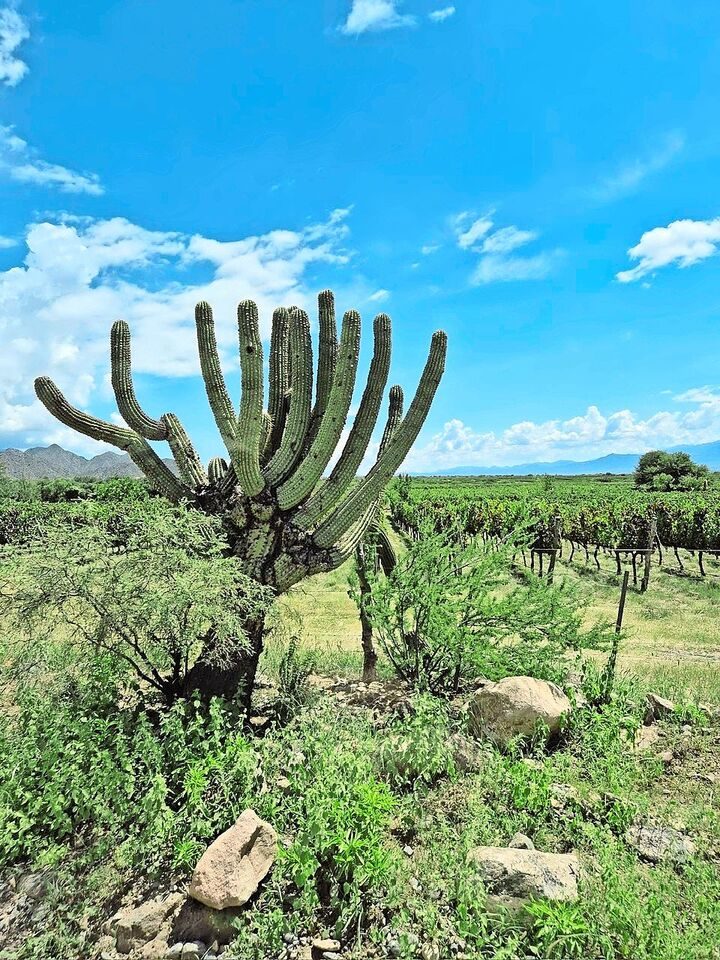 Der Kaktus «Cardón de Cafayate» ist sehr selten und darum streng geschützt. Er wächst nur um wenige Zentimeter pro Jahr.