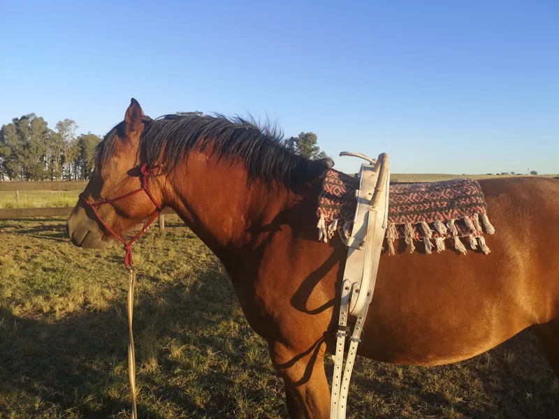 Die Schweiz und Argentinien – zwei totale Gegensätze