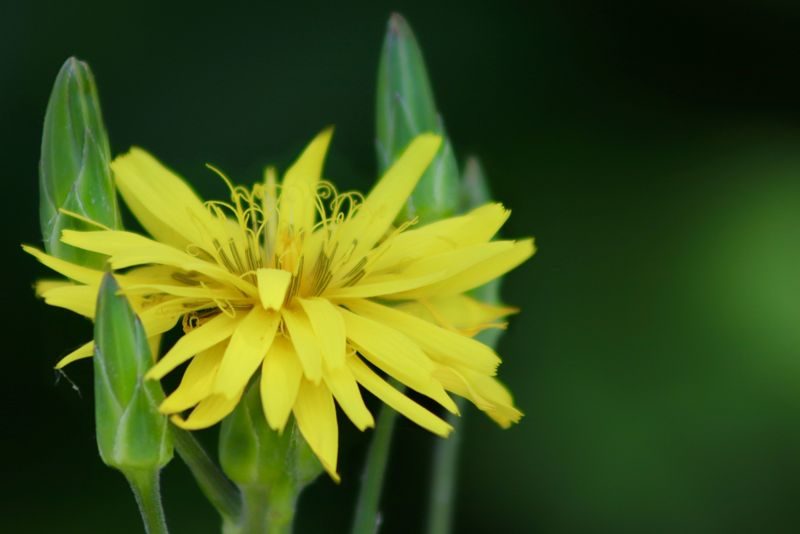Der Spargel im Winter: Schwarzwurzeln