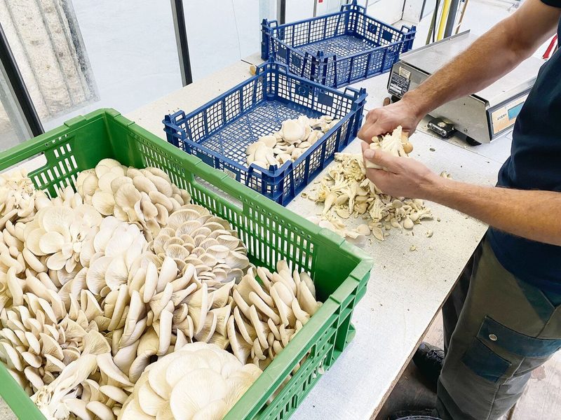 Jährlich werden zirka 20 t geerntet. Dabei braucht es Erfahrung und Geschick von den Mitarbeitenden, da die Pilze leicht brechen.