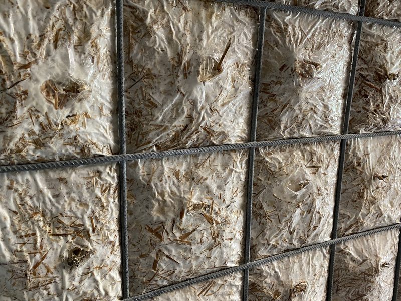 Austernseitlinge – Ein Nischenprodukt unter den Pilzen