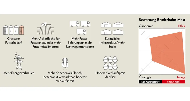GalloSuisse: Schweizer Eierproduzenten wollen das Kükentöten abschaffen