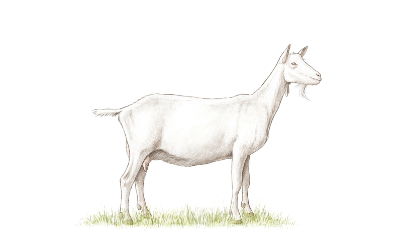 Saanenziege