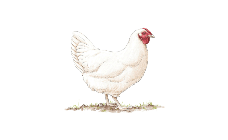 Schweizerhuhn
