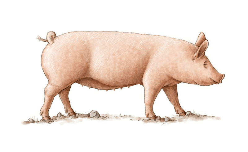 Schweizer Edelschwein