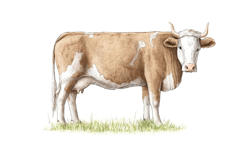 Simmentaler