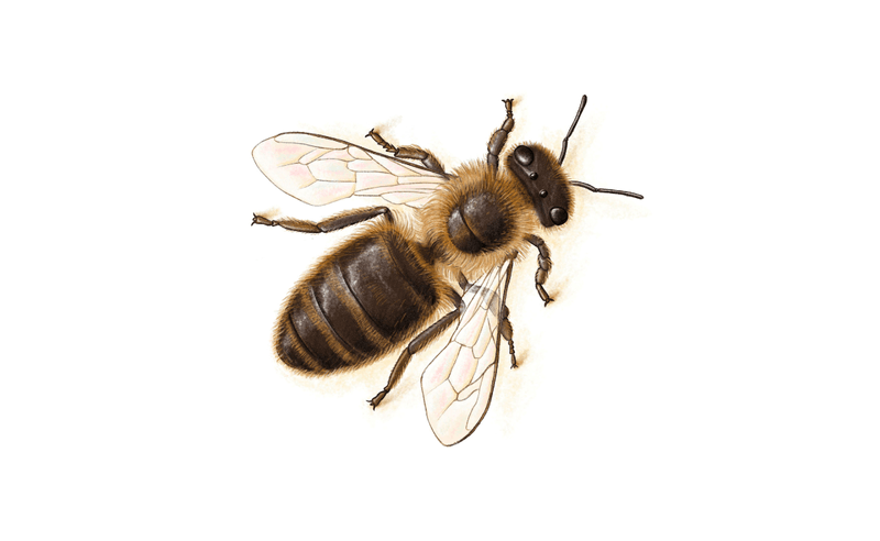 Dunkle Biene - Apis mellifera