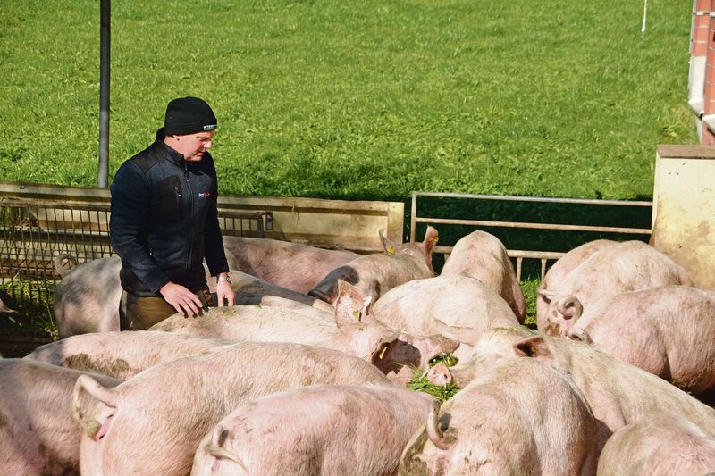 An der Herbstsonne: Zur Sättigung bekommen Grüters Galtsauen Raufutter.
