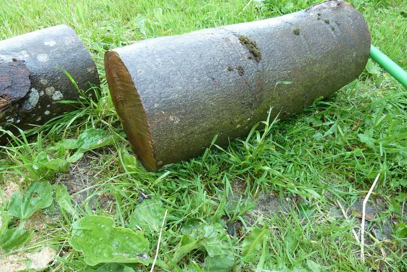 Mit beimpftem Holz eine eigene Pilzzucht im Garten anlegen