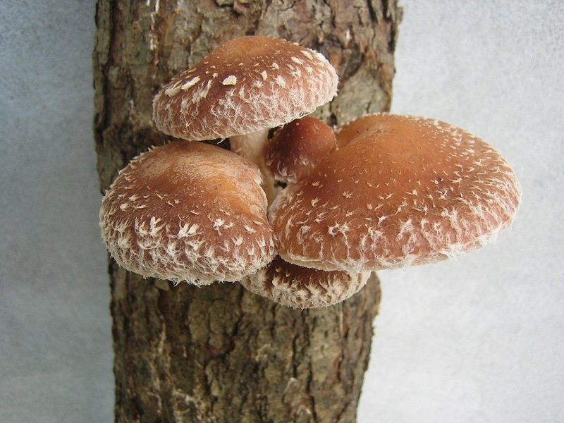 Mit beimpftem Holz eine eigene Pilzzucht im Garten anlegen