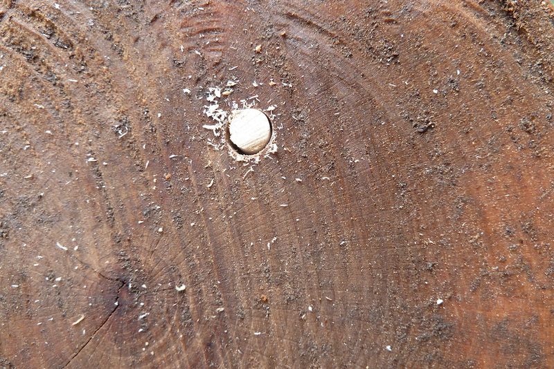 Mit beimpftem Holz eine eigene Pilzzucht im Garten anlegen